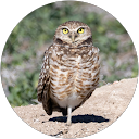 Cheryl A. profile picture